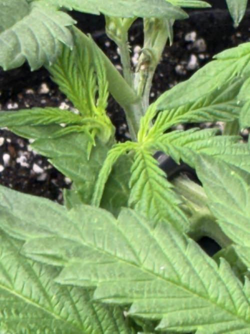 First four plants seed to harvest!. Week 8 - Early flower Columbian gold