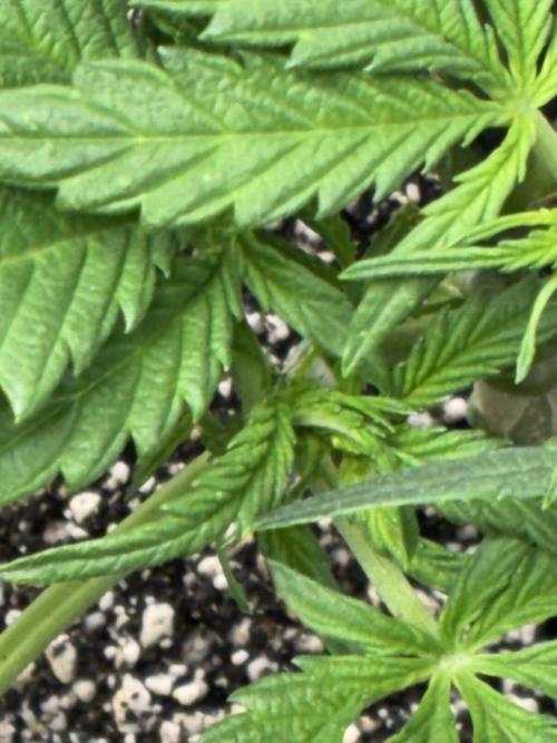 First four plants seed to harvest!. Week 8 - Early flower Columbian gold