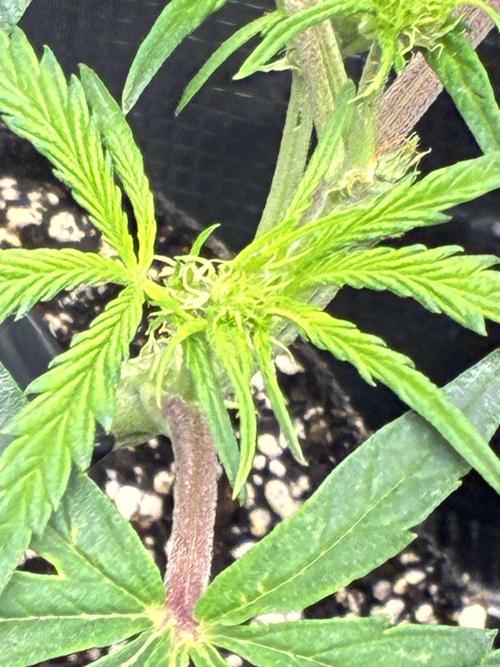 First four plants seed to harvest!. Week 8 - Early flower Columbian gold