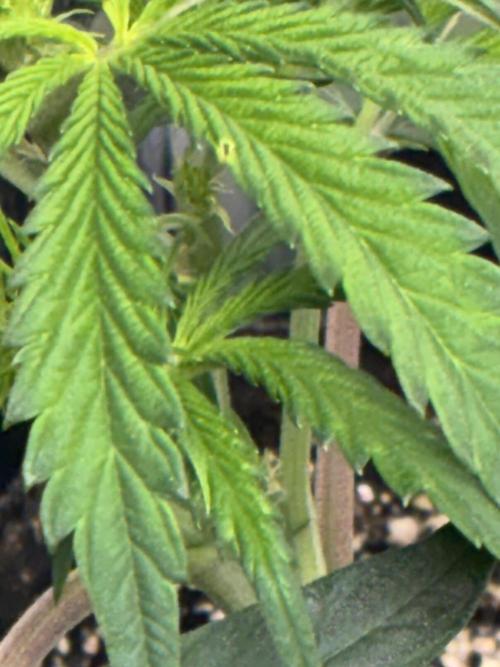 First four plants seed to harvest!. Week 8 - Early flower Colombian gold