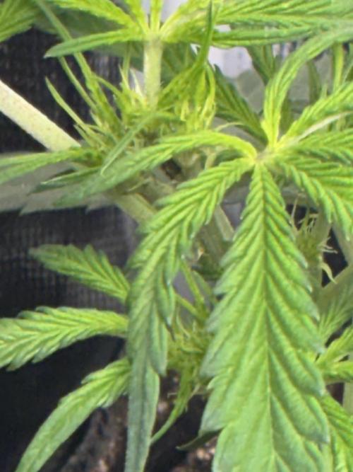 First four plants seed to harvest!. Week 8 - Early flower Columbian gold 