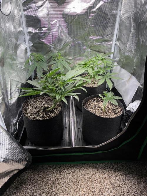 First four plants seed to harvest!. Week 8 - Beautiful ladies