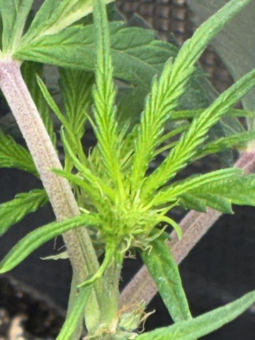 First four plants seed to harvest!. Week 8 - Early flower Columbian gold