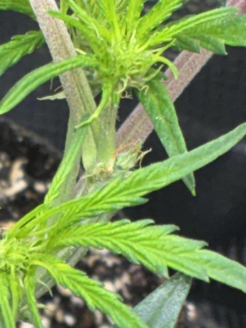 First four plants seed to harvest!. Week 8 - Early flower Columbian gold