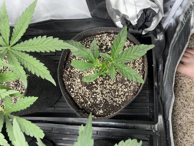 First four plants seed to harvest!. Week 8 - Growth on stunted Columbian gold