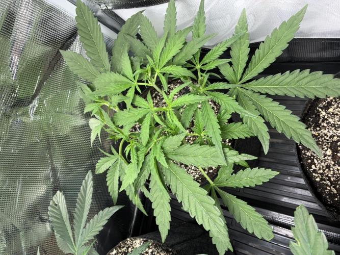 First four plants seed to harvest!. Week 8 - Columbian gold