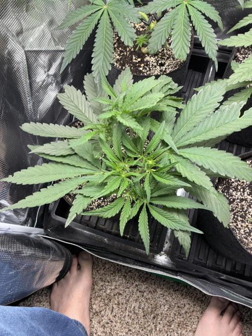 First four plants seed to harvest!. Week 8 - Columbian gold