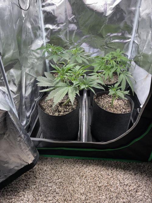 First four plants seed to harvest!. Week 8 - Beautiful girls 