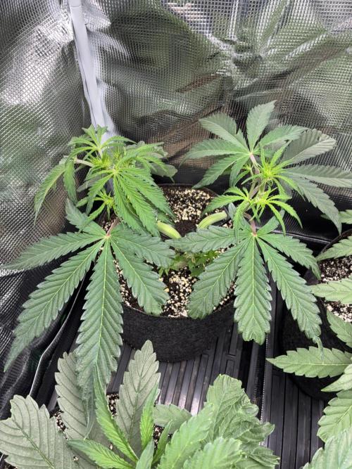 First four plants seed to harvest!. Week 8 - White widow forming buds