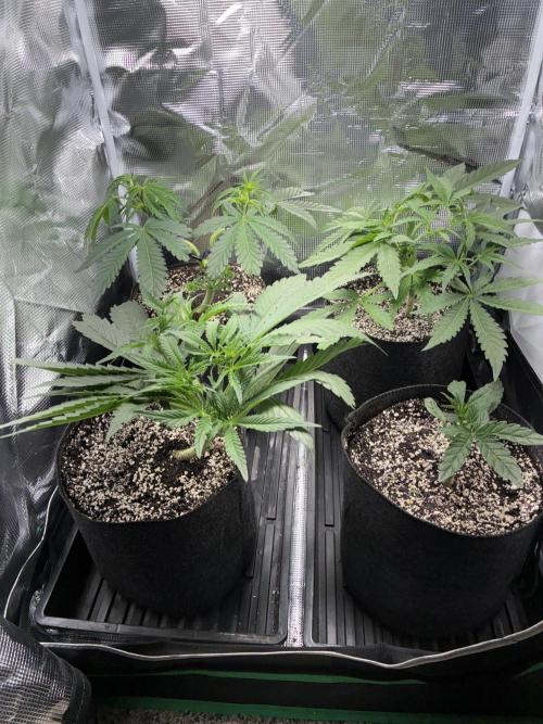 First four plants seed to harvest!. Week 8 - Beautiful ladies