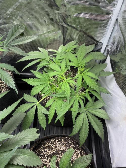 First four plants seed to harvest!. Week 8 - Columbian gold