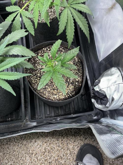 First four plants seed to harvest!. Week 8 - Stunted lady flourishing