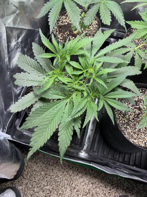 First four plants seed to harvest!. Week 8 - Columbian gold