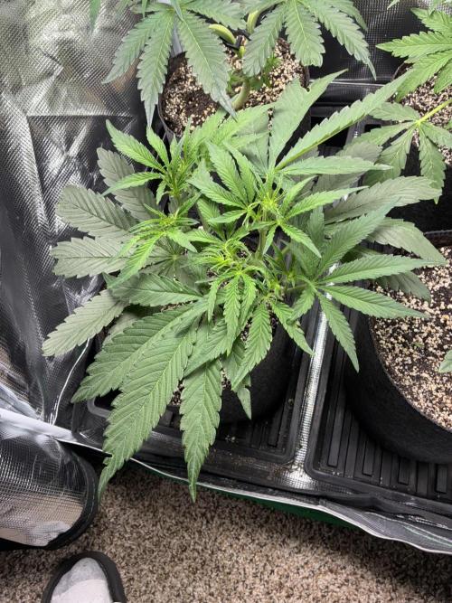 First four plants seed to harvest!. Week 8 - Columbian gold