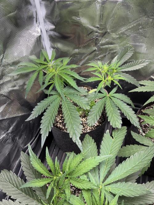First four plants seed to harvest!. Week 8 - White widow 