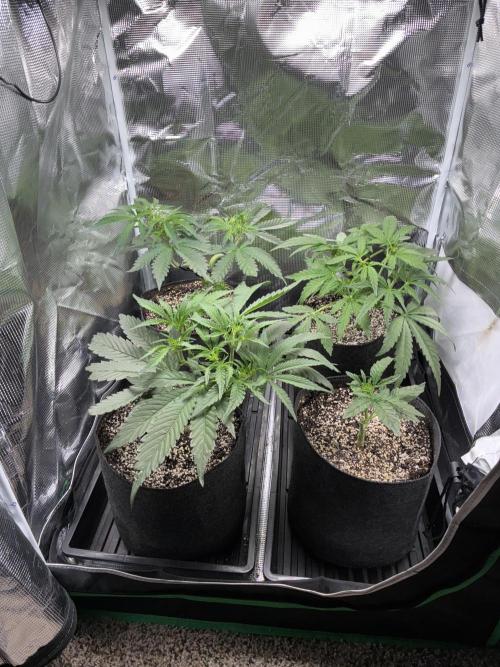 First four plants seed to harvest!. Week 8 - Beautiful ladies