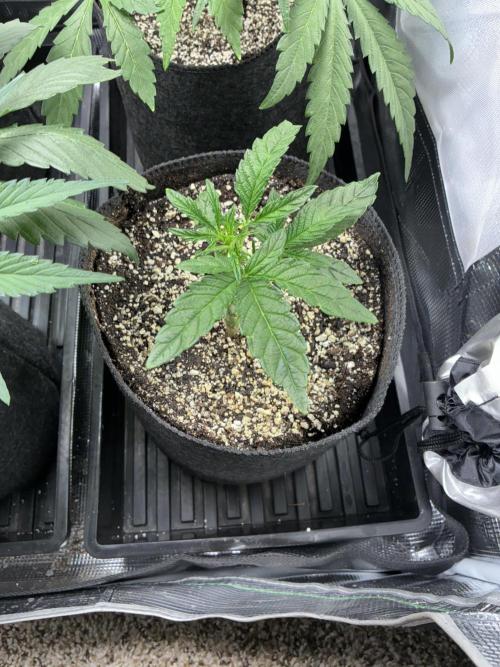 First four plants seed to harvest!. Week 8 - Beautiful growth on stunted Columbian girl