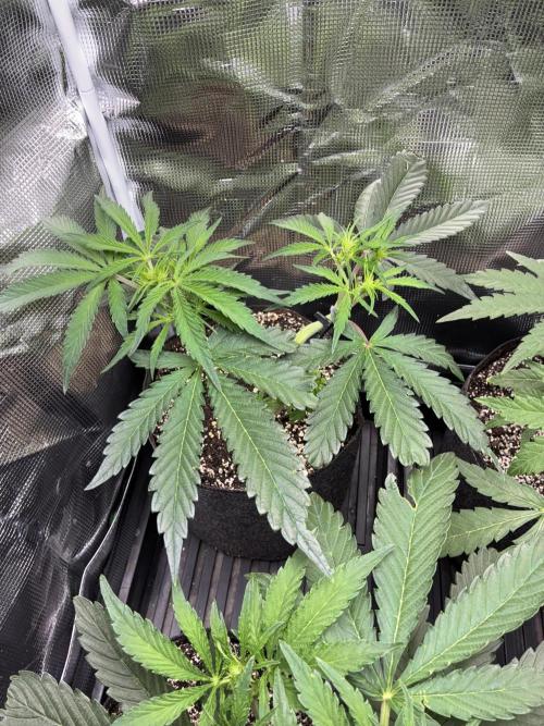 First four plants seed to harvest!. Week 8 - White widow