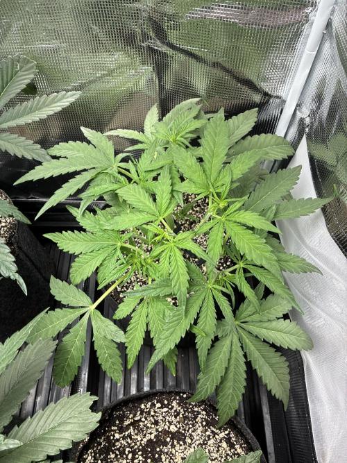 First four plants seed to harvest!. Week 8 - Columbian gold