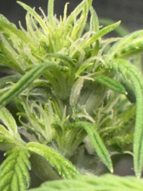 First four plants seed to harvest!. Week 9 - Some nice early flowering