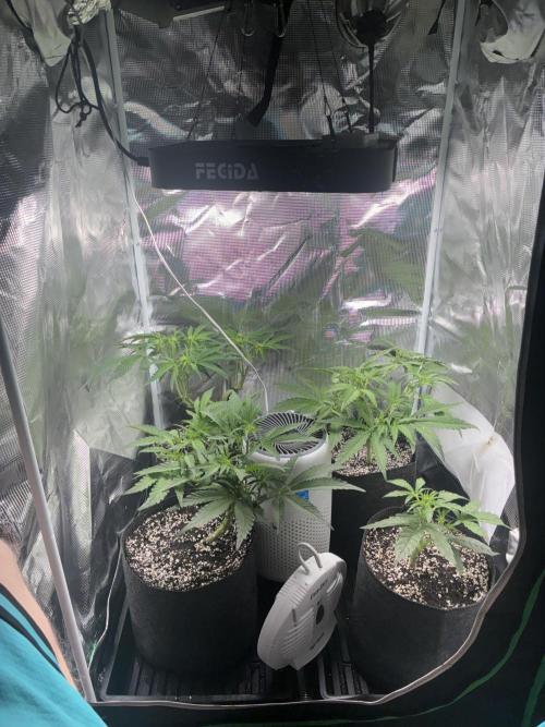 First four plants seed to harvest!. Week 9 - Wow look at the beautiful ladies grow