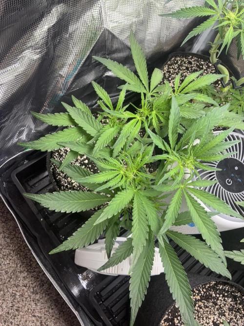 First four plants seed to harvest!. Week 9 - Columbian gold