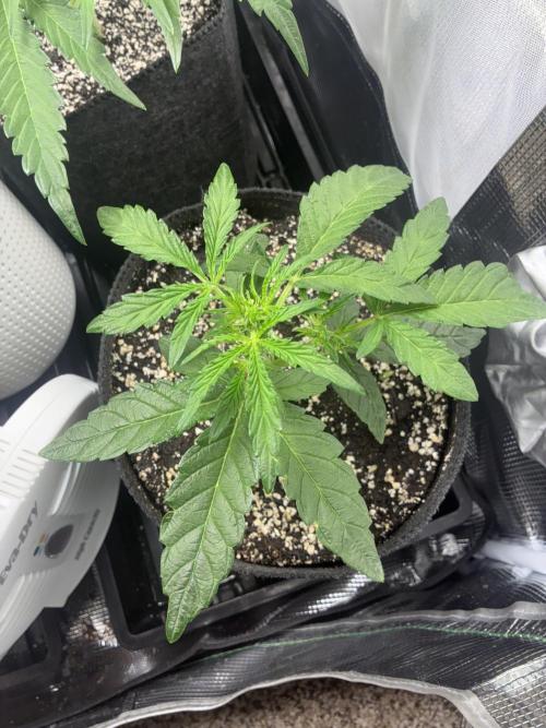 First four plants seed to harvest!. Week 9 - WOW look at this stunted plant come back to life.