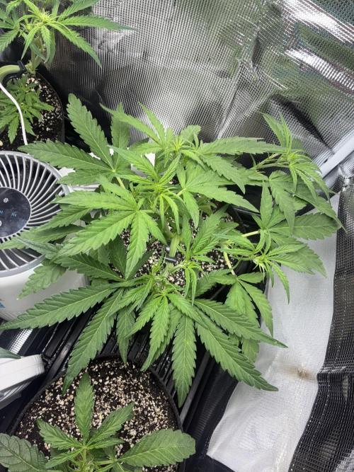 First four plants seed to harvest!. Week 9 - Columbian gold