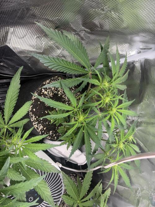First four plants seed to harvest!. Week 9 - White widow