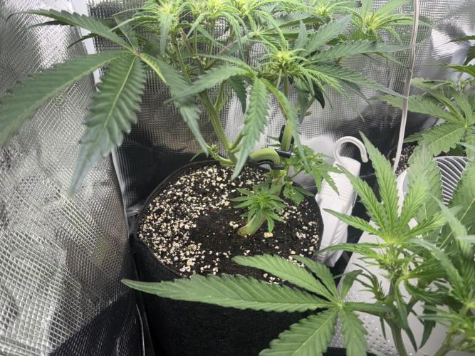 First four plants seed to harvest!. Week 9 - White widow gettin them buds goin