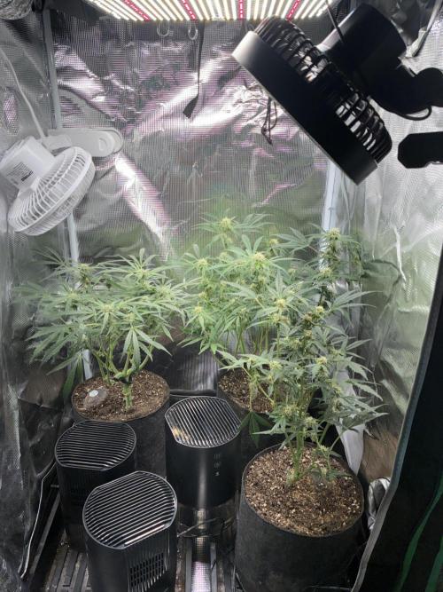 First four plants seed to harvest!. Week 10 - Beautiful ladies flowering away