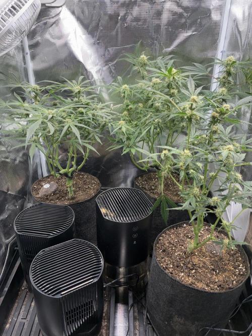 First four plants seed to harvest!. Week 10 - Beautiful ladies