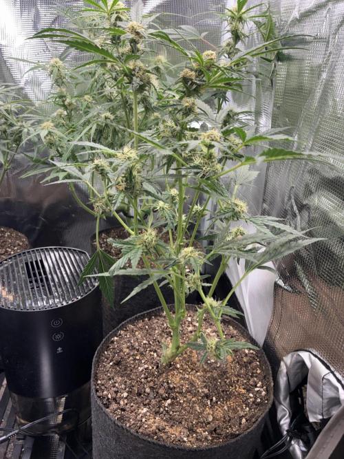 First four plants seed to harvest!. Week 10 - Columbian gold