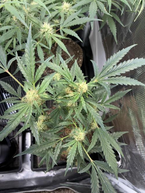 First four plants seed to harvest!. Week 10 - Stunted Columbian gold coming back with a vengeance