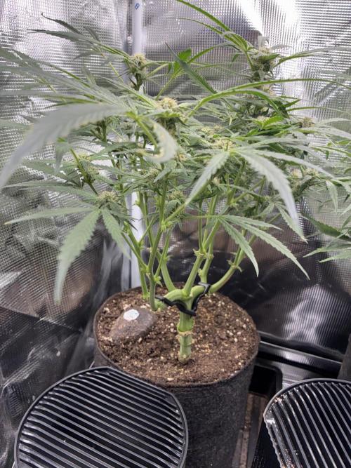 First four plants seed to harvest!. Week 10 - Columbian gold flowering away