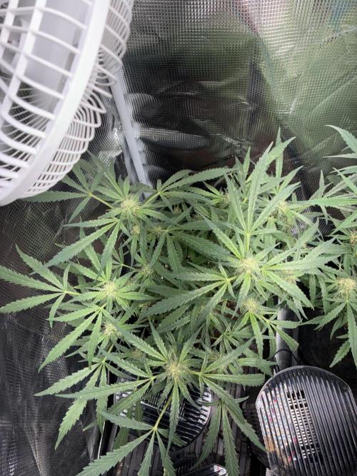 First four plants seed to harvest!. Week 10 - White widow flowering away