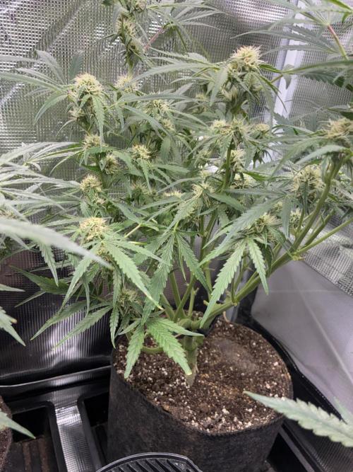 First four plants seed to harvest!. Week 10 - Columbian gold flowering away
