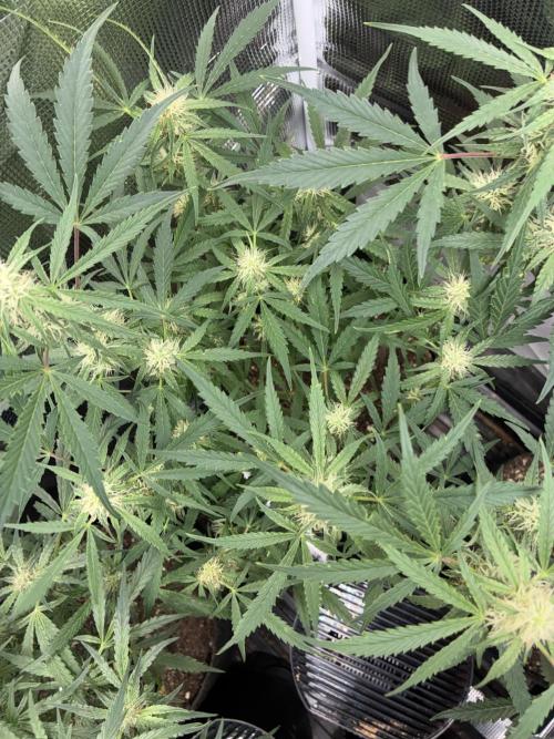 First four plants seed to harvest!. Week 10 - White widow