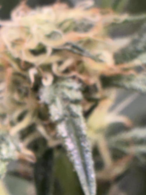 First four plants seed to harvest!. Week 11 - White widow buds