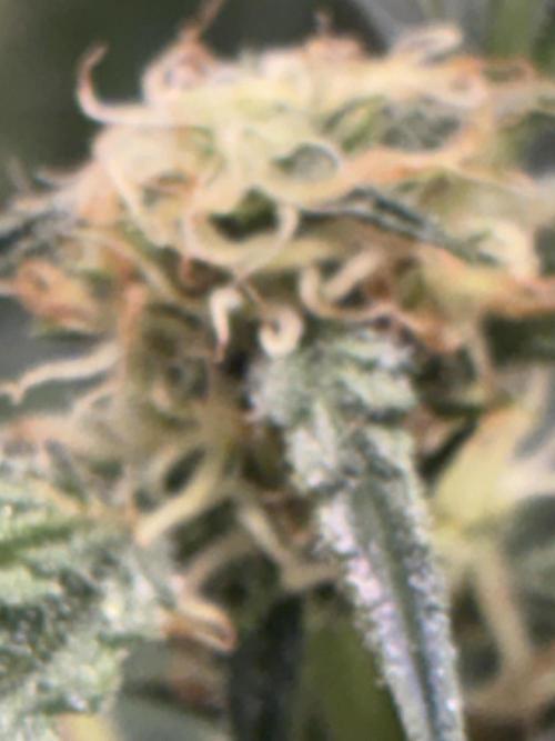 First four plants seed to harvest!. Week 11 - White widow buds