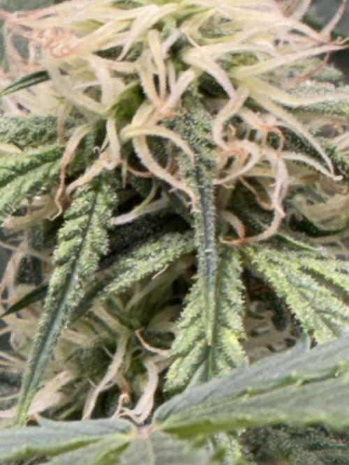 First four plants seed to harvest!. Week 11 - White widow buds