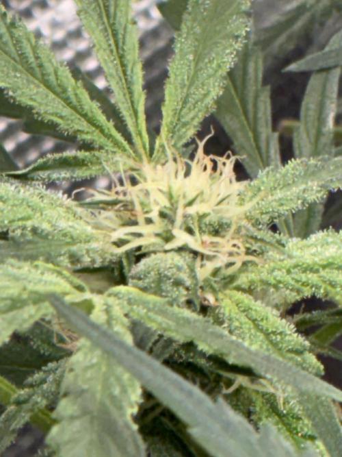 First four plants seed to harvest!. Week 11 - White widow buds