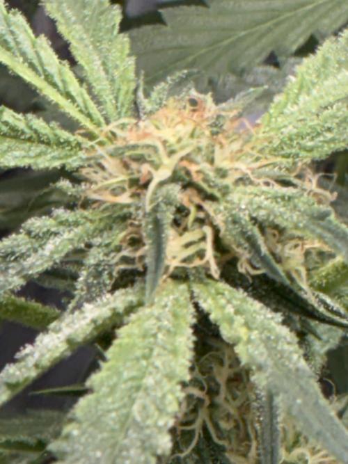 First four plants seed to harvest!. Week 11 - White widow buds