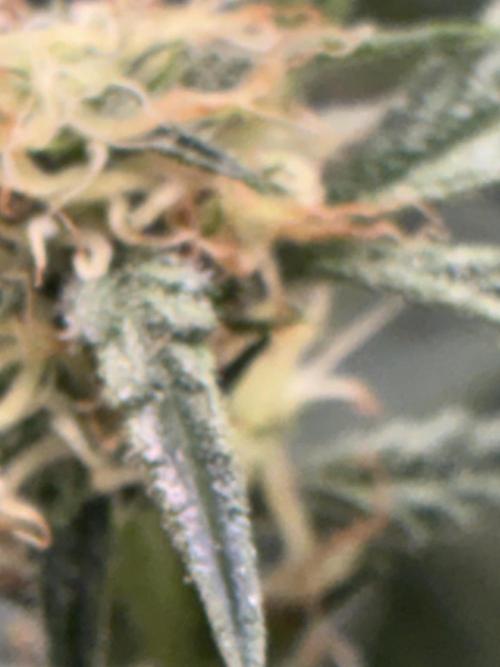 First four plants seed to harvest!. Week 11 - White widow buds