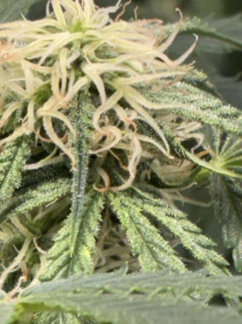 First four plants seed to harvest!. Week 11 - Columbian gold buds