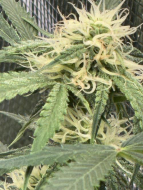 First four plants seed to harvest!. Week 11 - Columbian gold buds