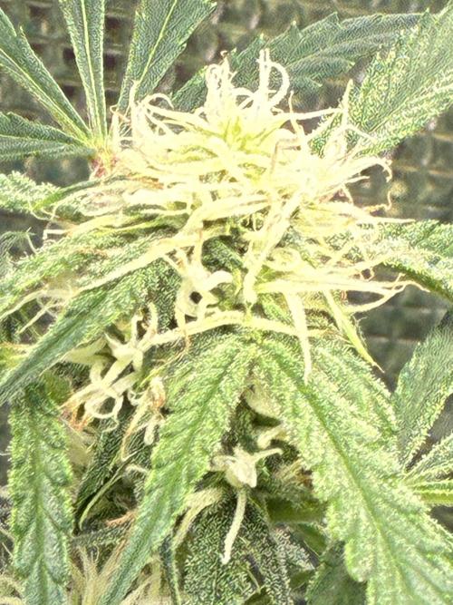 First four plants seed to harvest!. Week 11 - Columbian gold buds