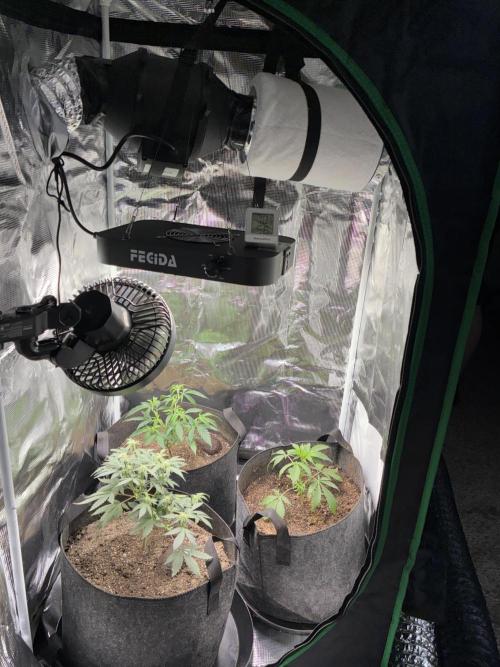 First four plants seed to harvest!. Week 11 - Beautiful ladies defoliated and flarp pulled off