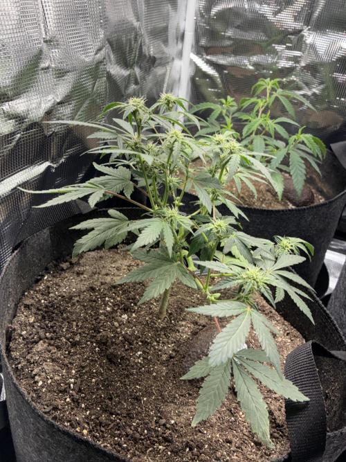First four plants seed to harvest!. Week 11 - Columbian gold defoliated and flarp pulled off