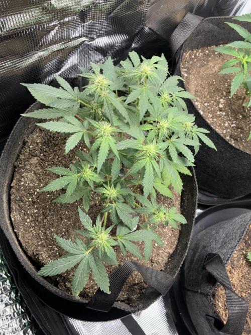 First four plants seed to harvest!. Week 11 - Columbian gold defoliated and flarp pulled off